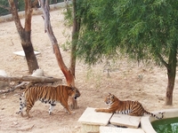 спор тигров