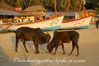 Высокодуховные коровы на пляже