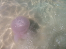 В первый же день, на пляже Карон, нас встретил дружелюбный морской житель - медуза.