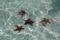 звезды на ракушечном острове самые большие из всех .что я видела на Кубе, и там их больше всего сосредоточено в прибрежной воде