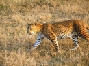Увидеть так близко ягуара даже на сафари - большая редкость. Гонялись за ним часа два.