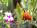 Орхидеи в Нонг Нуче