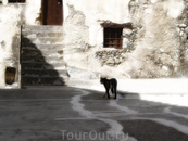 Еще одна кошка, гуляющая по монастырю Превели :)