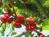 Плоды красного яблока в ботаническом саду