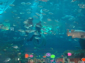 гости в аквариуме