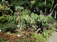 Пуэрто де ля Крус. Ботанический сад, открытый в 1788-1790 гг. по инициативе Дона Алонсо де Нава Гримон.
Здесь представлен обширный спектр растительного мира Канарских островов, а также многочисленные 