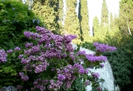 Никитский ботанический сад -красота!