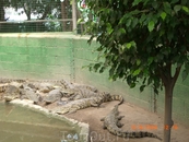 Крокодилий питомник в Хамат Гадере...
Видов там ну очень много...