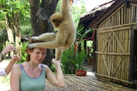 Замечательная обезьянка Соня ворует с головы заколки