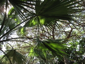 Голубое небо сквозь пальмовые ветви.