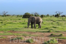 Столько слонов вы не встретите больше нигде. Так как парк Амбосели находится рядом с границей Танзании, климат здесь меняется на более жаркий и сухой, ...