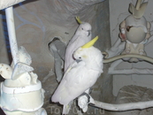 "Фантазия" белая комната белый попугай