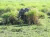 Фотография Национальный парк Казиранга