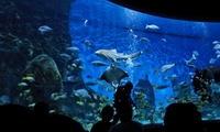 Мельбурнский аквариум