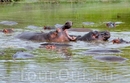 После заповедника Масаи Мара мы отправились к пресноводному озеру Найваша. У берегов обитают группы бегемотов, которые невероятно быстро плавают под водой ...