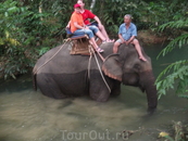 Катание на слонах по джунглям