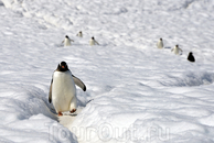 Пингвины прокладывают собственные тропинки в снегах Белого континента.