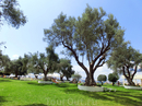 Отель Palmariva Beach Bomo Club 4*, так он сейчас называется, расположился на территории древнего оливкового сада. На его территории растут просто вековые ...