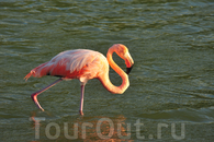 Озеро с фламинго - достопримечательность острова Флореана, где также можно найти пляж с зеленым песком
