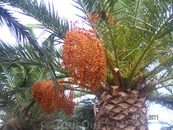 плоды пальмы