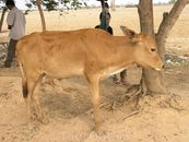 Местная корова