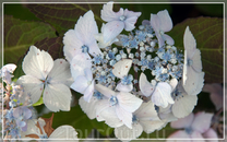 JARDINS DU CHATEAU DU CHAMP DE BATAILLE,цветы