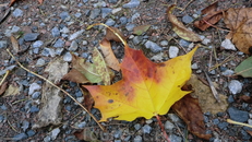 Осени лист золотой...