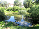 Рядом с домом художников расположен карякинский парк. Заросший пруд