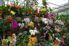 Лавка орхидей