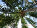 Пальма, между листьев кокосы