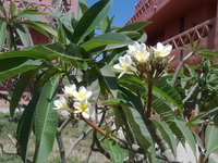 цветочки тоже присутствуют цветочки тоже присутствуют