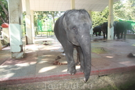 Янгонский зоопарк