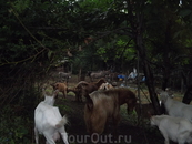 болгарские козлы