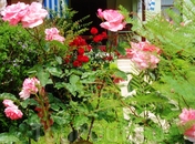 цветущие розы в Мармарисе