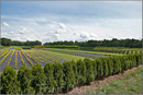 Голландия экспортирует 2/3 мирового объема живых растений, цветов и корней. Сельскохозяйественный сектор Голландии занимает 3-е место в мире по прибыли ...