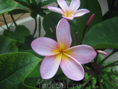 цветок frangipani