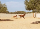 Фото Domaine El Manar