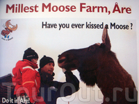 Millest Moose Farm - лосиная ферма