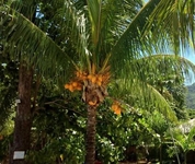 Le Meridien Fishermans Cove