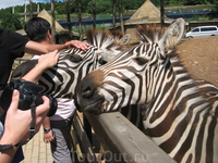 Китай, Далянь. зоопарк