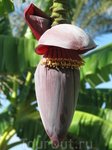 так цветет банановая пальма