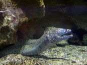 В океанариуме много мурен, они прячутся в скалах, живут в кувшинах и меланхолично наблюдают за посетителями.