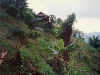 Akha Hill House