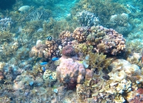 Панагасама, риф