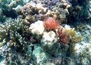 Панагасама, риф