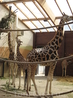 Эти жирафы находятся в закрытом помещении, где теплее, здесь в основном мамочки и малыши