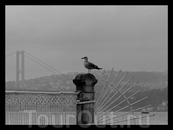 Мост через Босфор (Ататюркский мост) и чайка