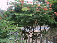 Паттайя (сентябрь 2006) Паттайя (сентябрь 2006)