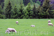 эти овчки весьма популярны у фотографов :)) они попадают в кадр всех, кто проезжает по Фломской железной дороге