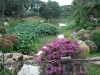 Сад водных растений.